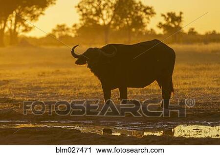 Silhouette of water buffalo grazing in field at sunset View Large Photo Image Stock Image - Silhouette of water buffalo grazing in field at sunset. Fotosearch