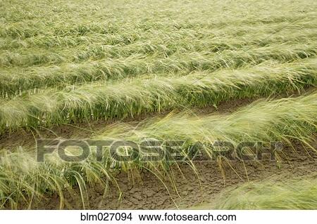 Tall iris grass growing in crop field View Large Photo Image Picture - Tall iris grass growing in crop field. Fotosearch
