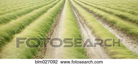 Tall iris grass growing in crop field View Large Photo Image Stock Image - Tall iris grass growing in crop field. Fotosearch