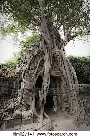Stock Image - Tree roots growing over temple, Angkor, Cambodia. Fotosearch