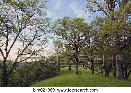 Trees growing in grassy field View Large Photo Image Stock Photo - Trees growing in grassy field. Fotosearch
