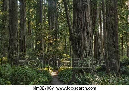 Trees growing in state park forest, California, United States View Large Photo Image Stock Photo - Trees growing in state park forest, California, United States. Fotosearch