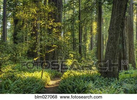 Trees growing in state park forest, California, United States View Large Photo Image Stock Photo - Trees growing in state park forest, California, United States. Fotosearch