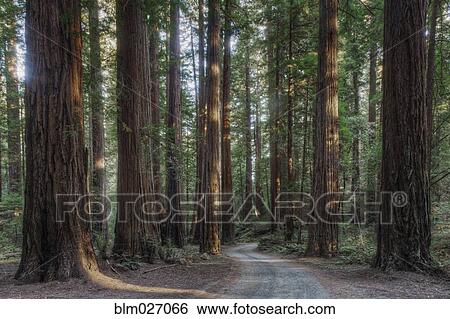 Trees growing in state park forest, California, United States View Large Photo Image Stock Photograph - Trees growing in state park forest, California, United States. Fotosearch