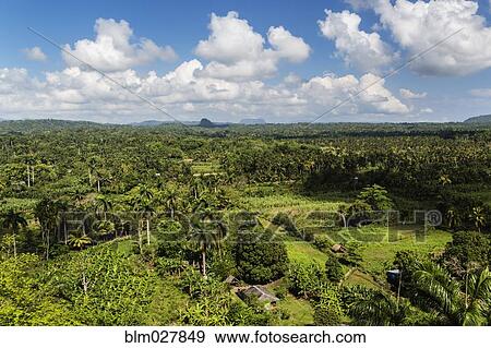 Stock Photo - Aerial view of palm trees in rural landscape. Fotosearch