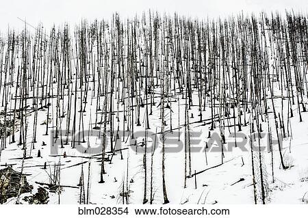 Bare trees in snowy rural landscape View Large Photo Image Picture - Bare trees in snowy rural landscape. Fotosearch