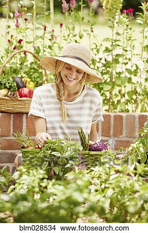 Picture - Caucasian woman picking vegetables in garden. Fotosearch