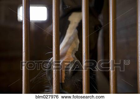 Stock Photograph - Close up of horse's nose in stall. Fotosearch