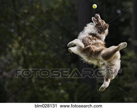 Dog catching tennis ball in mid air View Large Photo Image Stock Image - Dog catching tennis ball in mid air. Fotosearch