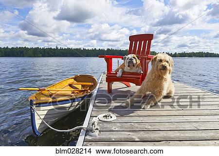 Dogs relaxing on wooden dock on lake View Large Photo Image Picture - Dogs relaxing on wooden dock on lake. Fotosearch