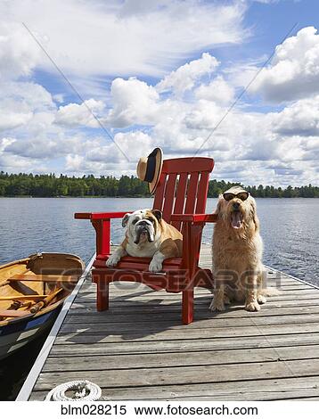 Stock Photography - Dogs relaxing on wooden dock on lake. Fotosearch