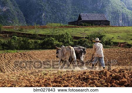 Farmer plowing field with oxen, Vinales, Pinar del Rio, Cuba View Large Photo Image Stock Image - Farmer plowing field with oxen, Vinales, Pinar del Rio, Cuba. Fotosearch