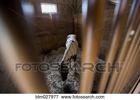 Stock Photo - Horse grazing in stall. Fotosearch