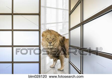 Lion prowling in office View Large Photo Image Stock Image - Lion prowling in office. Fotosearch