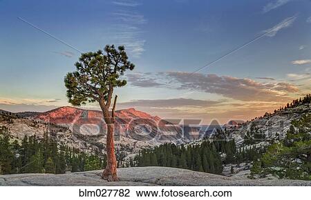 Tree growing in Yosemite National Park, California, United States View Large Photo Image Stock Image - Tree growing in Yosemite National Park, California, United States. Fotosearch