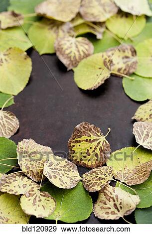 Autumn leaves on surface View Large Photo Image Stock Photo - Autumn leaves on surface. Fotosearch