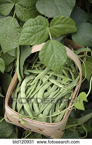 Stock Image - Basket of fresh picked green beans. Fotosearch