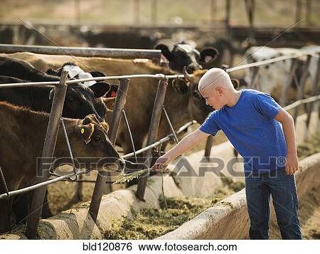 Stock Photograph - Caucasian boy feeding cow on farm. Fotosearch