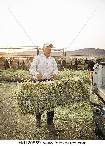 Caucasian farmer carrying hay bale View Large Photo Image Stock Photo - Caucasian farmer carrying hay bale. Fotosearch