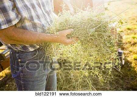 Stock Image - Caucasian farmer holding bundle of alfalfa. Fotosearch