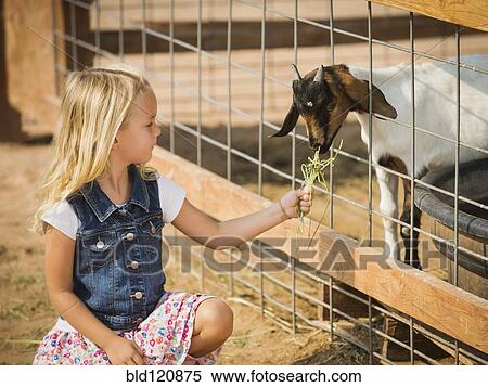 Stock Photography - Caucasian girl feeding goat on farm. Fotosearch