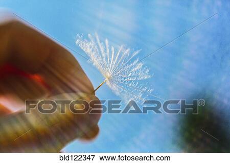 Caucasian man holding dandelion seed View Large Photo Image Stock Photo - Caucasian man holding dandelion seed. Fotosearch