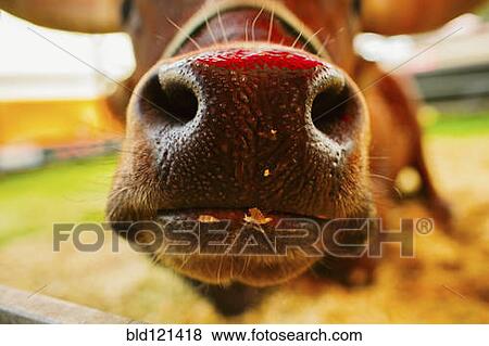 Stock Photo - Close up of cow's nose. Fotosearch