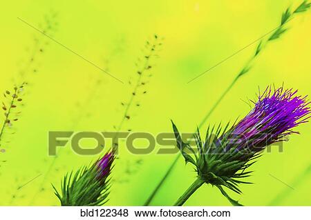 Stock Photo - Close up of purple flowers. Fotosearch