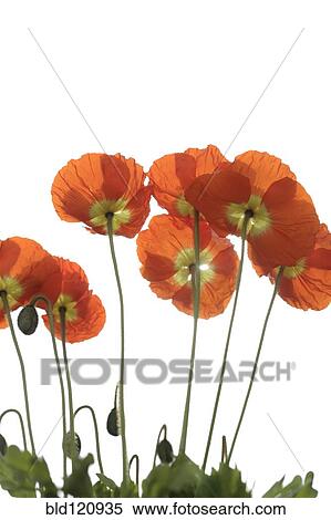 Stock Photography - Close up of red poppies. Fotosearch