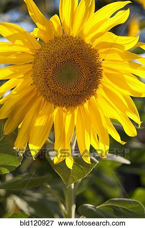 Stock Photo - Close up of sunflower. Fotosearch