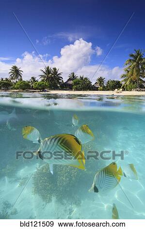 Stock Photo - Colorful fish swimming in tropical water, Bora Bora, French Polynesia. Fotosearch