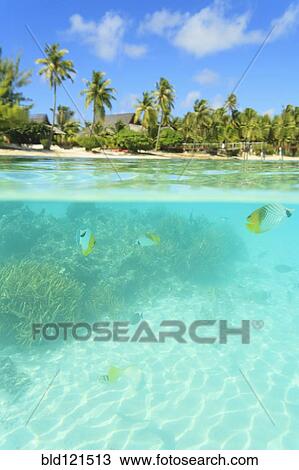 Colorful fish swimming in tropical water View Large Photo Image Stock Image - Colorful fish swimming in tropical water. Fotosearch