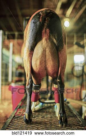 Stock Photo - Goat in milking machine on farm. Fotosearch