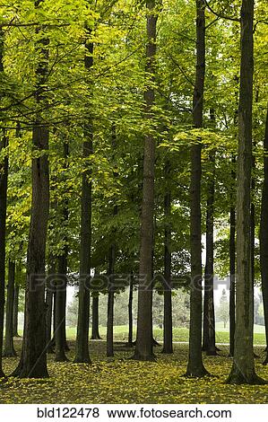 Green leaves on trees View Large Photo Image Stock Photo - Green leaves on trees. Fotosearch