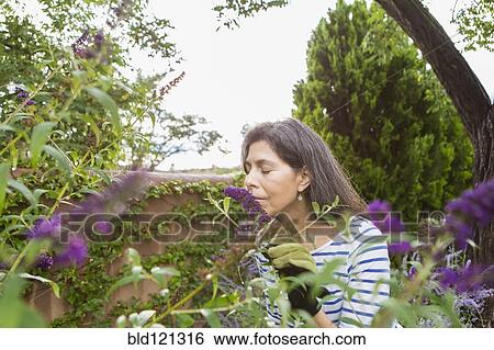 Hispanic woman smelling flowers in garden View Large Photo Image Stock Photograph - Hispanic woman smelling flowers in garden. Fotosearch