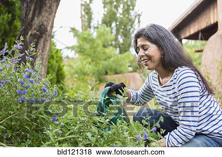 Stock Photo - Hispanic woman watering flowers in garden. Fotosearch