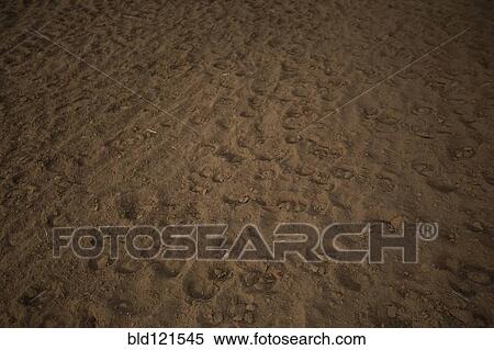 Stock Photography - Hoof prints in dirt. Fotosearch