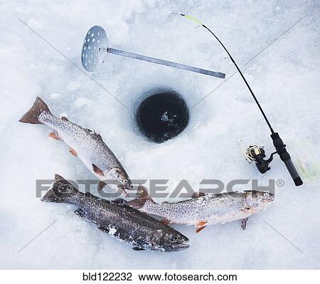 Ice fishing hole, fishing rods and trout View Large Photo Image Stock Image - Ice fishing hole, fishing rods and trout. Fotosearch