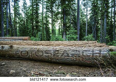 Logs on forest floor View Large Photo Image Stock Photo - Logs on forest floor. Fotosearch
