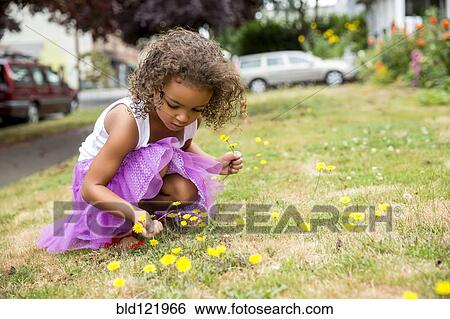 Mixed race girl picking dandelions on front lawn View Large Photo Image Stock Photograph - Mixed race girl picking dandelions on front lawn. Fotosearch