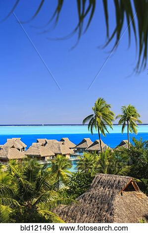 Palm trees overlooking tropical resort, Bora Bora, French Polynesia View Large Photo Image Picture - Palm trees overlooking tropical resort, Bora Bora, French Polynesia. Fotosearch