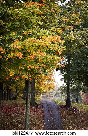Path among trees and autumn leaves View Large Photo Image Stock Photo - Path among trees and autumn leaves. Fotosearch