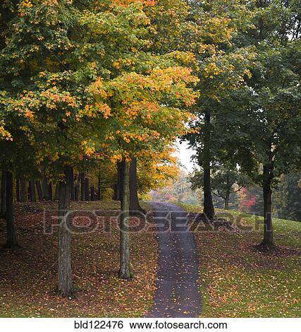 Stock Photograph - Path among trees and autumn leaves. Fotosearch