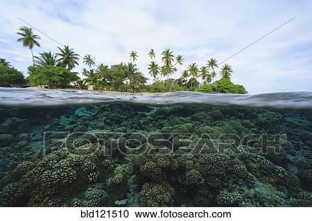 Reef in tropical water, Bora Bora, French Polynesia View Large Photo Image Stock Image - Reef in tropical water, Bora Bora, French Polynesia. Fotosearch