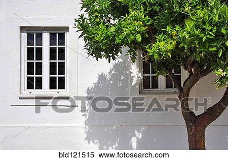 Stock Photography - Tree growing outside house. Fotosearch
