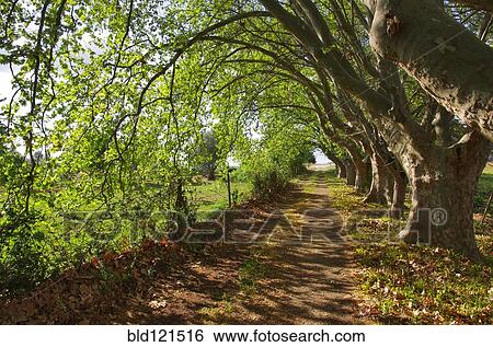 Stock Photograph - Treelined dirt road, Alentejo, Portugal. Fotosearch