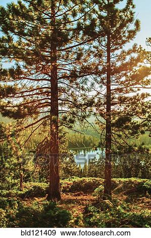 Stock Photo - Trees and lake in forest. Fotosearch