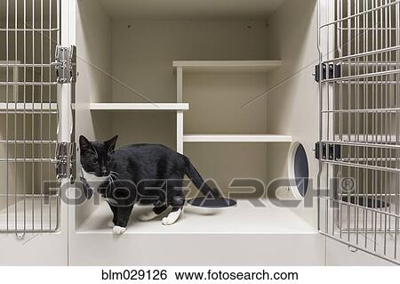 Cat in open cage in animal shelter View Large Photo Image Stock Photograph - Cat in open cage in animal shelter. Fotosearch