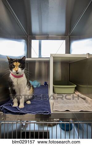 Cat sitting in cage at humane society View Large Photo Image Stock Photo - Cat sitting in cage at humane society. Fotosearch