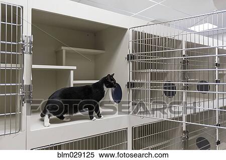 Cat sitting in open cage in animal shelter View Large Photo Image Stock Photography - Cat sitting in open cage in animal shelter. Fotosearch